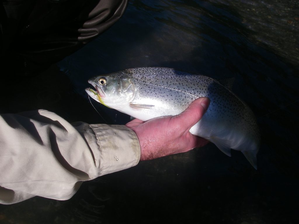 river_fishing_cuttthroat_specimen