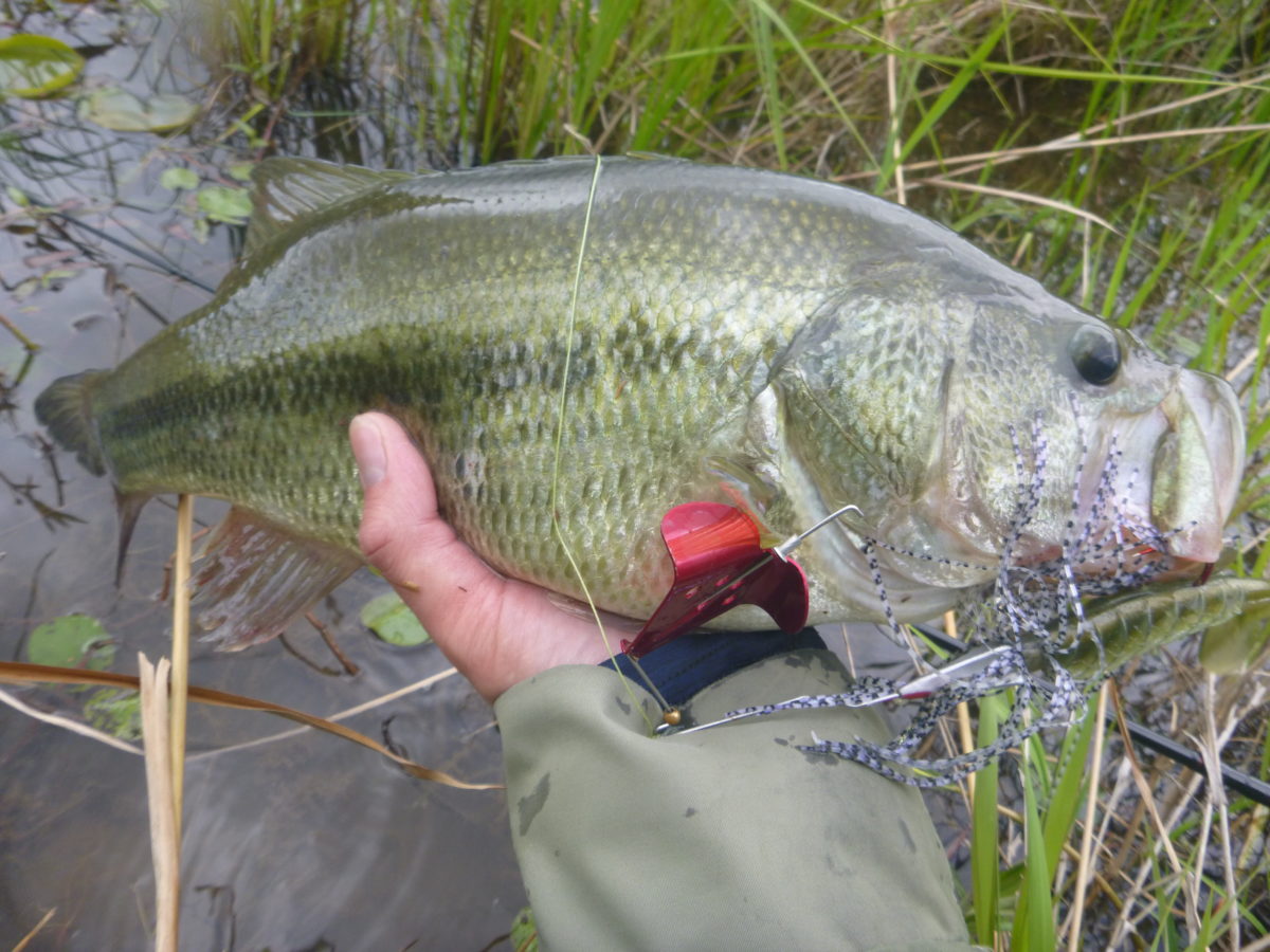 freshwater_fishing_bass_buzz_bait_lure