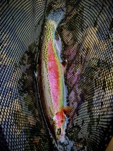 Skagit_river_trout_fly fishing_Aug'21