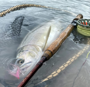 Vancouver_salmon_fishing_pink_aug'21