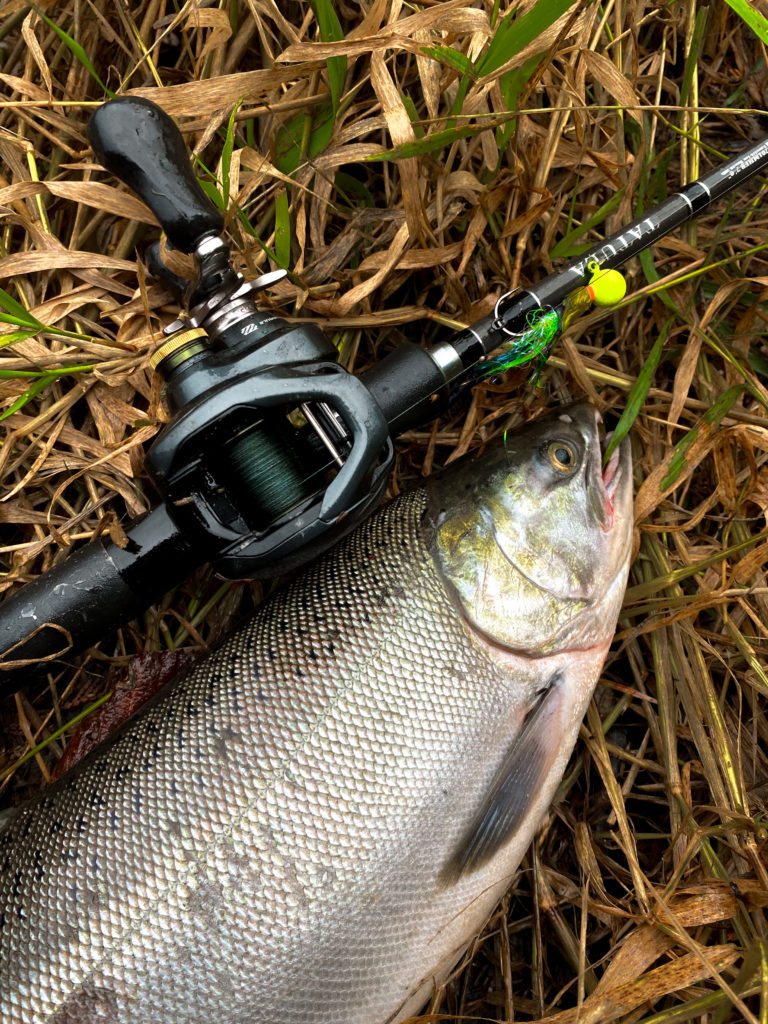 River_fishing_Stave_Coho_twitched_slack_water_Oct'21