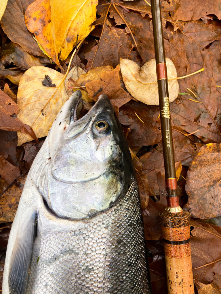 River_fishing_Vedder_Coho_Nov'21