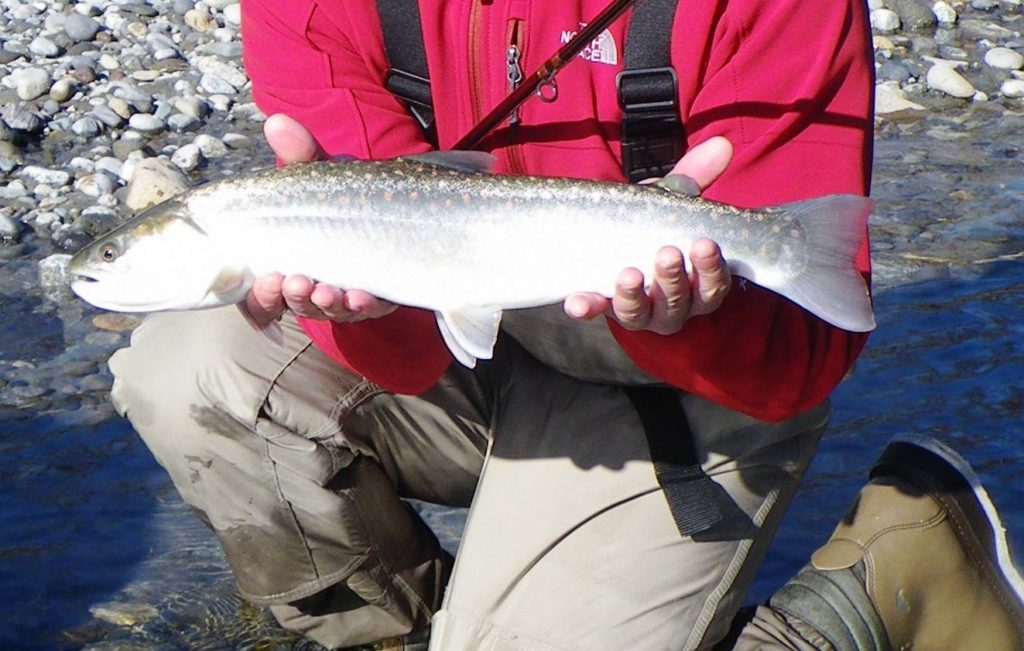 River_fishing_Squamish_Bulltrout_Feb'22