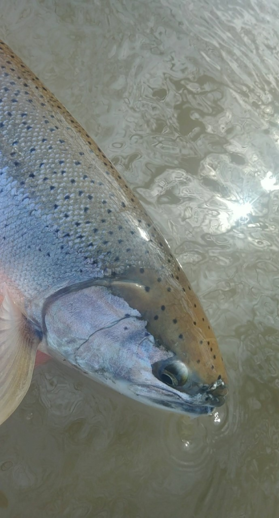 River-fishing_Vedder_Steelhead_Feb'22