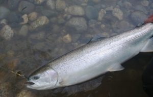 River_fishing_Vedder_Steelhead_colorado_blade_March'22