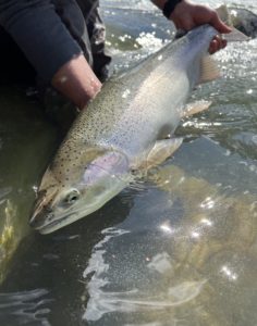 River_fishing_late_season_Steelhead_Vedder_Apr'22