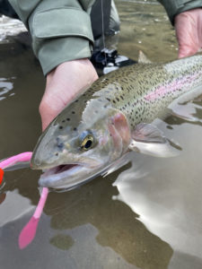 River_fishing_Squamish_Rainbow_pink_worm_Apr'22