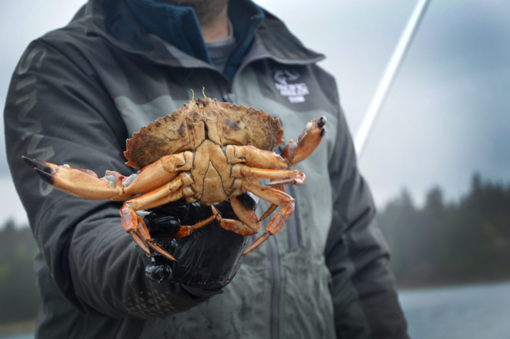 Crabbing_Vancouver_Fishing_Charters
