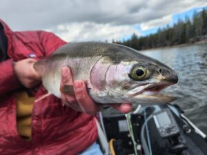 nterior_lake_fly_fishing_Pennask_Rainbow_chironomid_June'22