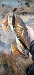 Local_beaches_crab_fishing_June'22