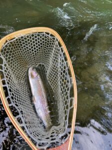 river_fishing_Skagit_Rainbow_july'22