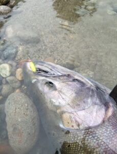 River_fishing_Vedder_Chinook_Spinner_Sept'22