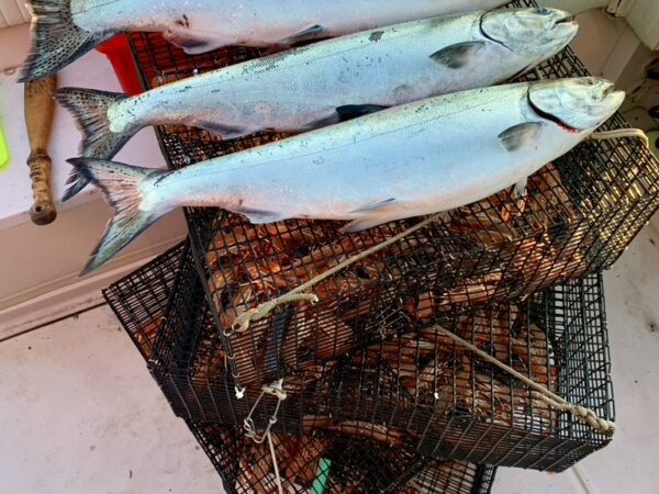 Vancouver_saltwater_fishing_winter_chinook & prawns_Dec'22