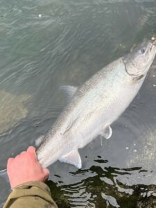 River_fishing_Squamish_bulltrout_bead_Jan'23