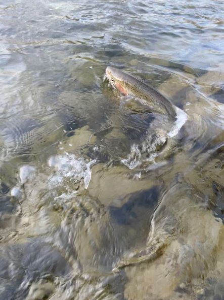 River_fishing_Chilliwack_Steelhead_Feb'23