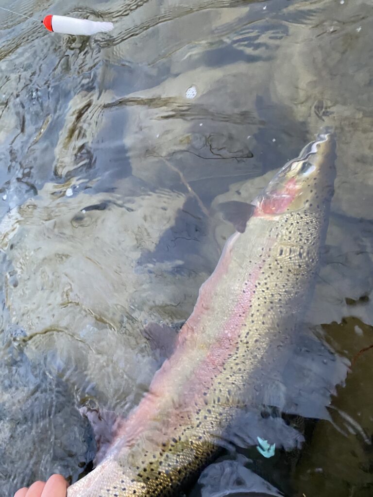 River_fishing_Vedder_Steelhead_Mar'22