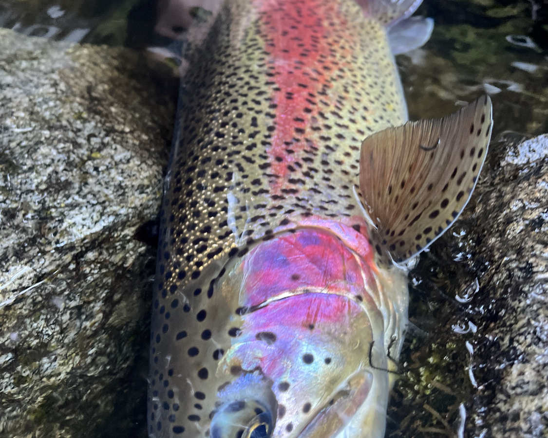 River_fishing_Squamish_Rainbow_April'22