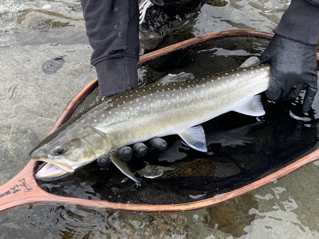 River_fishing_Squamish_bull_trout_Mar'23