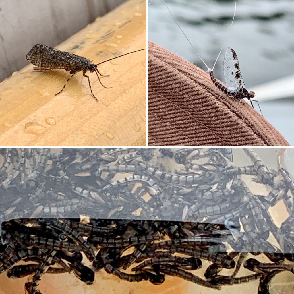 Interior_lakes_fly_fishing_bugs_May'23