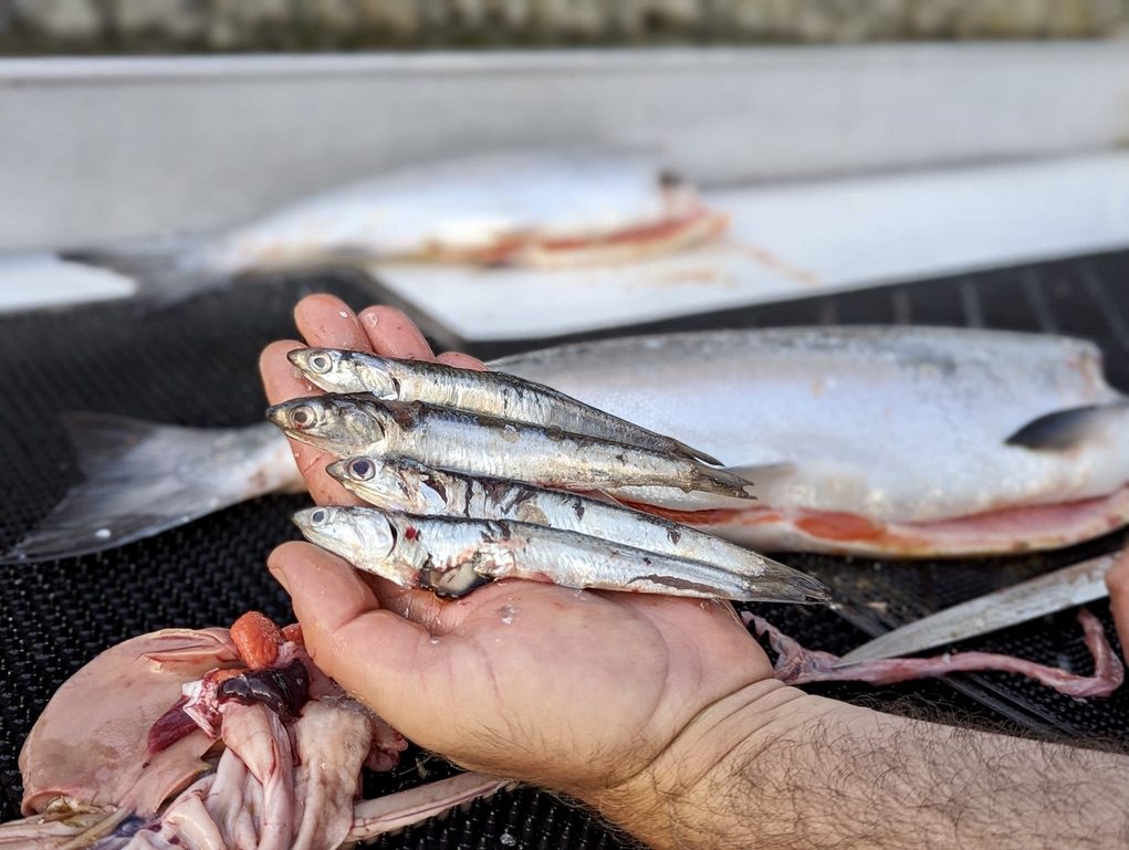 Vancouver_saltwater_fishing_coho_anchovy_fed_Jun'23