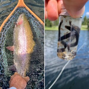 Interior_lakes_fly_fishing_rainbow_leeches_June'23