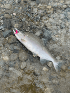 River_fishing_pinks_jig_caught