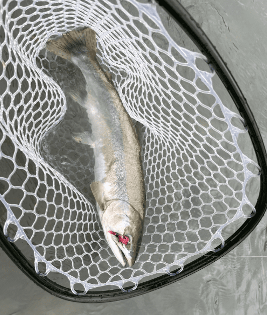River-fishing_Squamish_pink_Aug'23