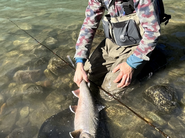 River_fishing_Squamish_bulltrout_Oct'23