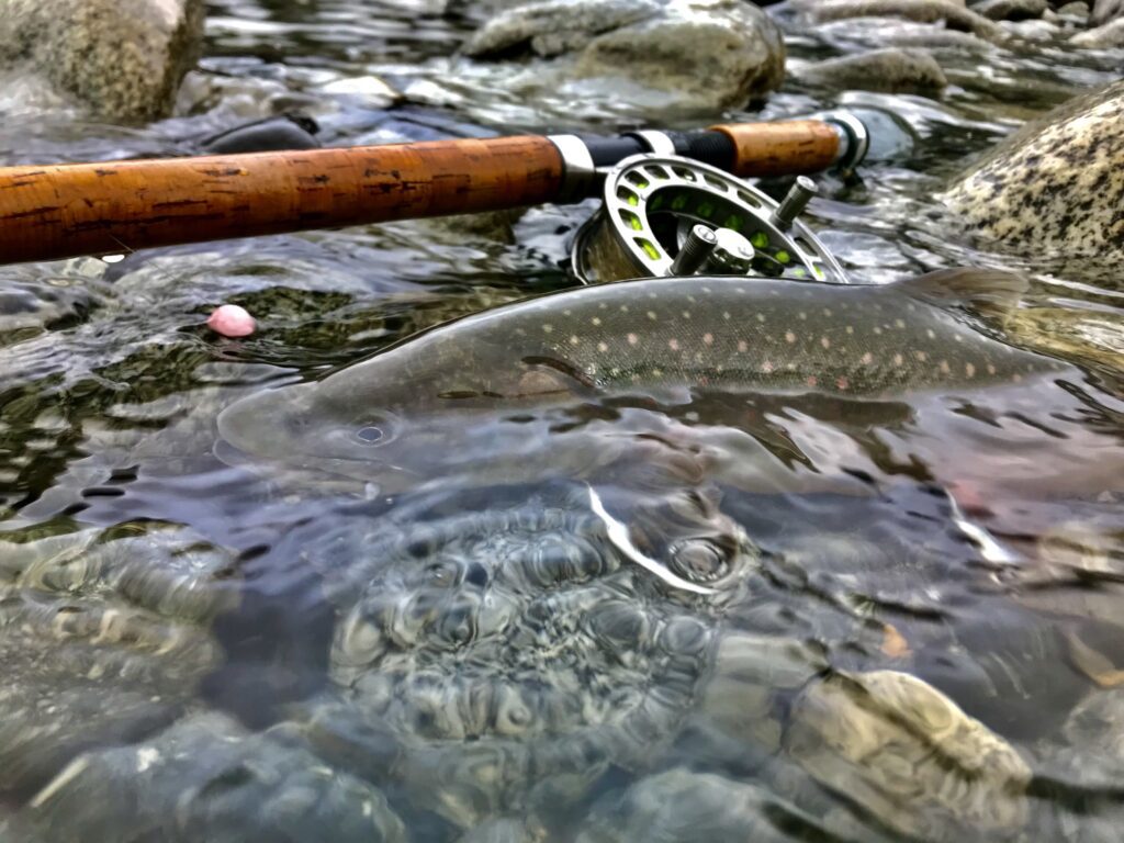 River_fishing_Squamish_Egging_beads_bulltrout_Nov'23