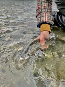 River_fishing_Squamish_bulltrout_on swing_Dec'23