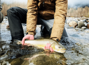 River-fishing_Squamish_bulltrout_Dec'23