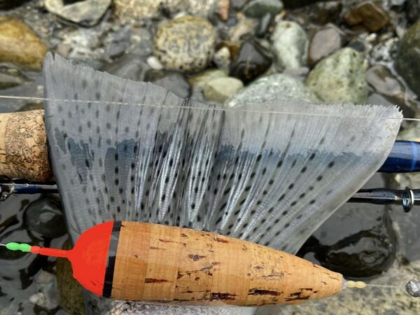 River_fishing_Vedder_Steelhead_Jan'24
