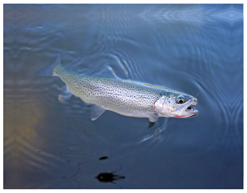 River_fishing_Spring_Cutthroat_Feb'24