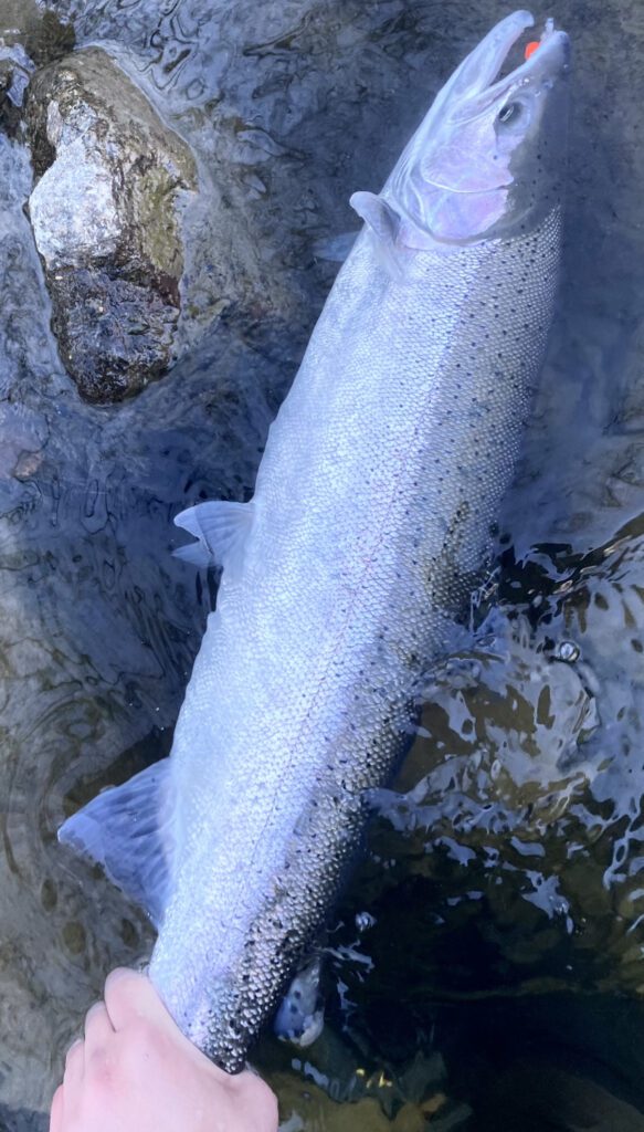 River_fishing_Chilliwack_Steelhead_Feb'24