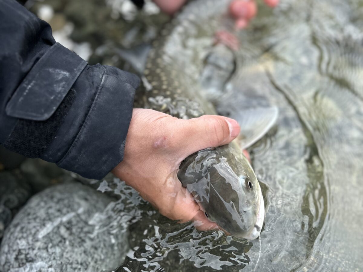 River_fishing_Squamish_bulltrout_Mar'24