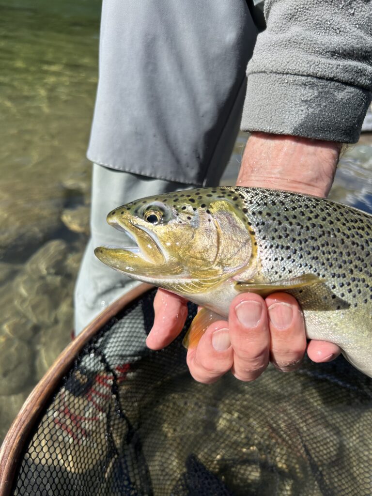 River_fishing_Cutthroat_Mar'24