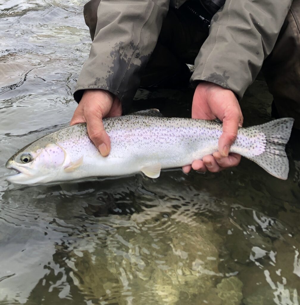 River_fishing_Squamish_Rainbow_Mar'24