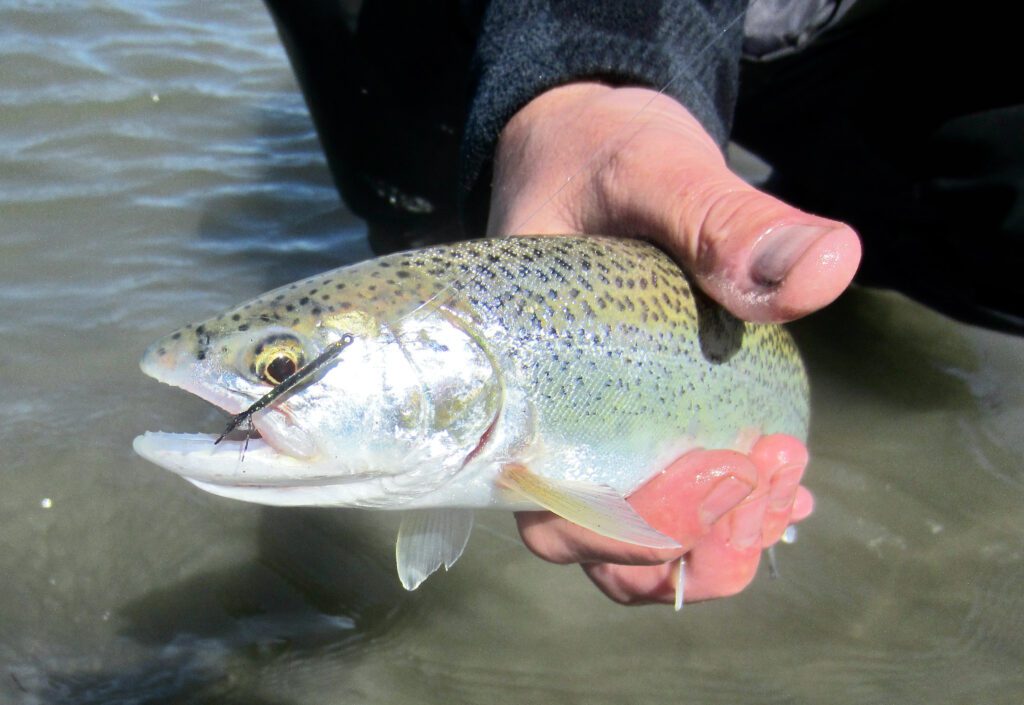 River_fly_fishing_Harrison_cutthroat_April'24