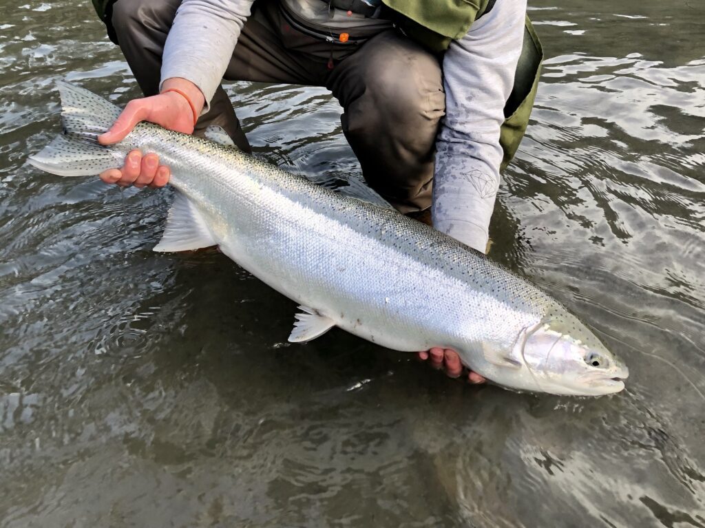River_fishing_steelhead_April'24