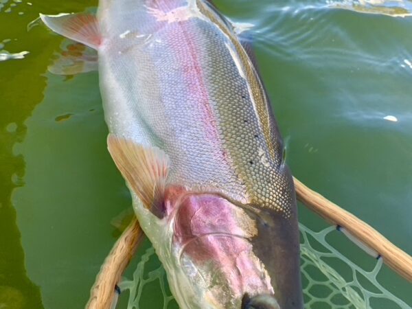 Fly_fishing_lakes_Pennask_Rainbow_April'24